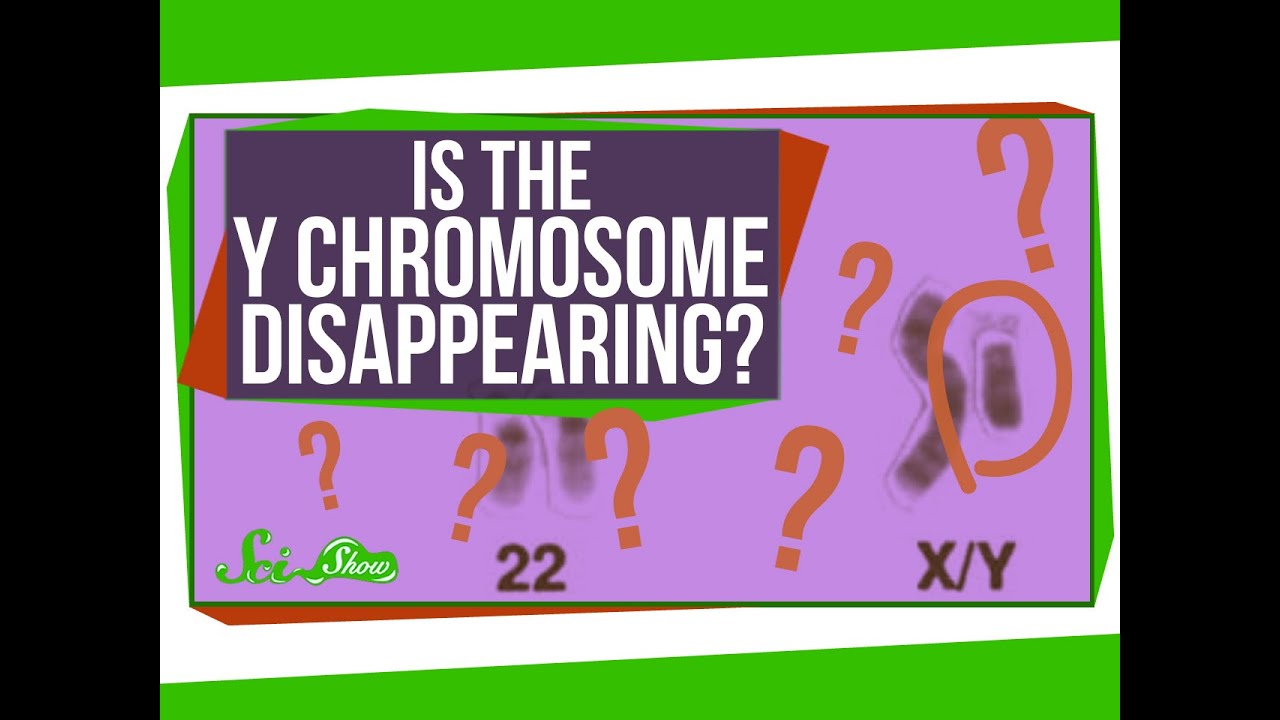 Is the Y Chromosome Disappearing?