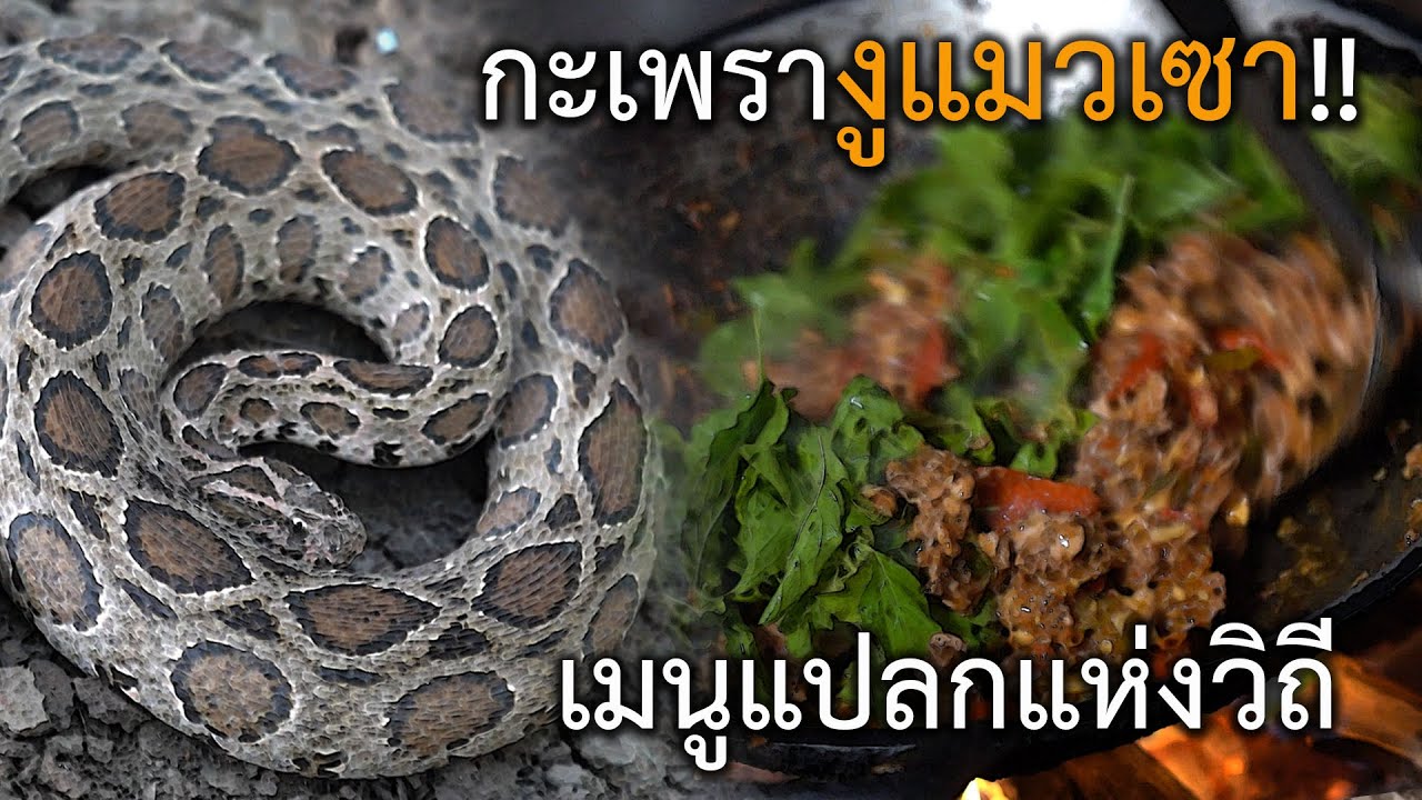 กะเพรางูแมวเซา!! เมนูแปลกแห่งวิถี อสรพิษวิทยาEP.189