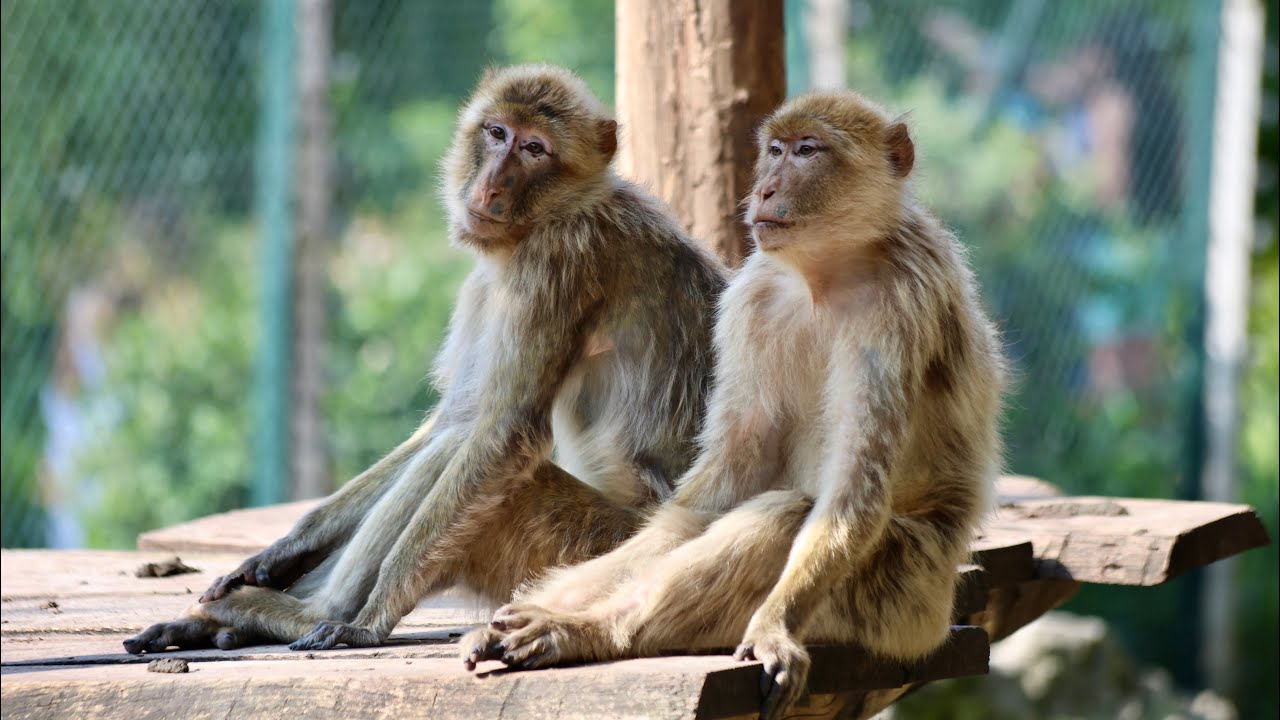 Best French Zoo trip ever!- Zoo de Beauval