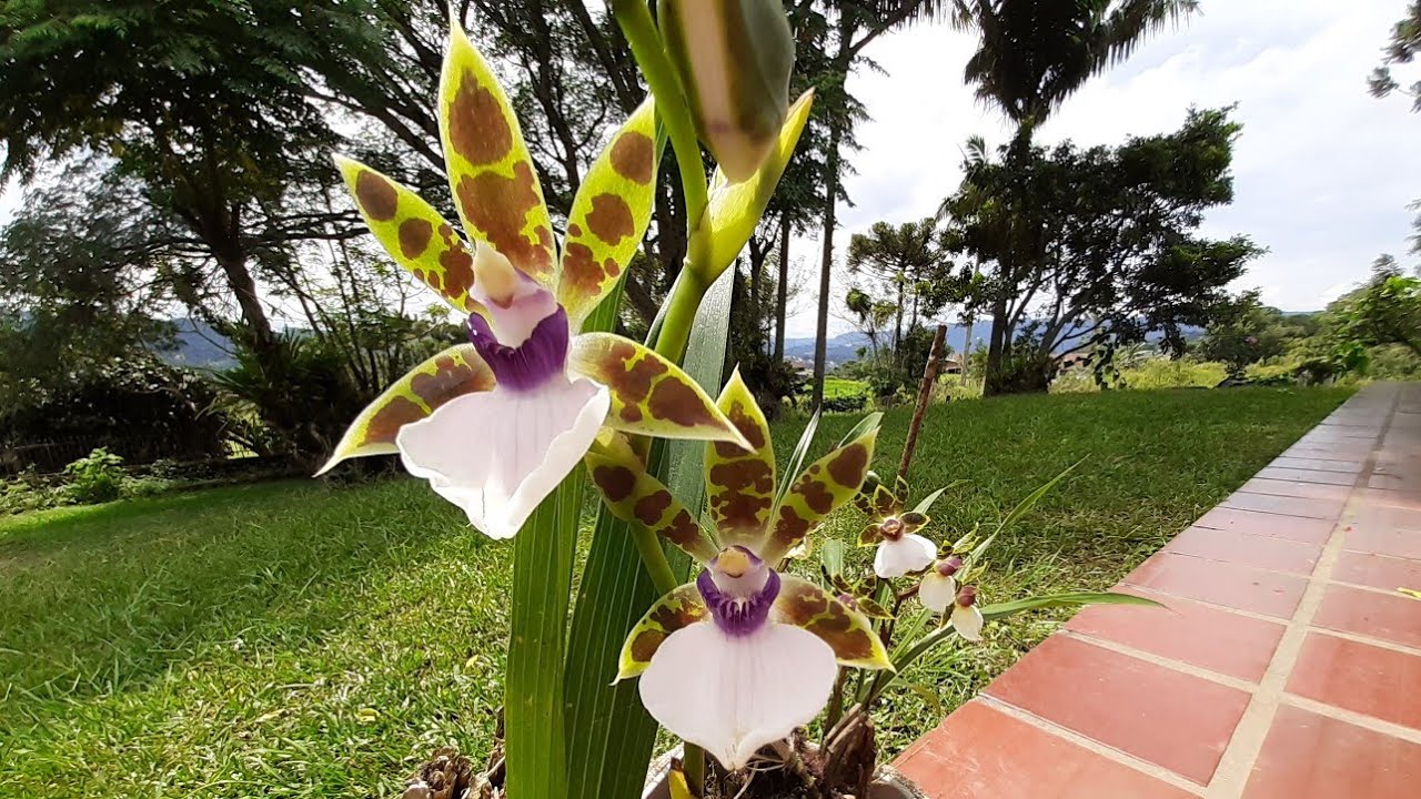 orquídea nativa do Brasil Zygopetalum