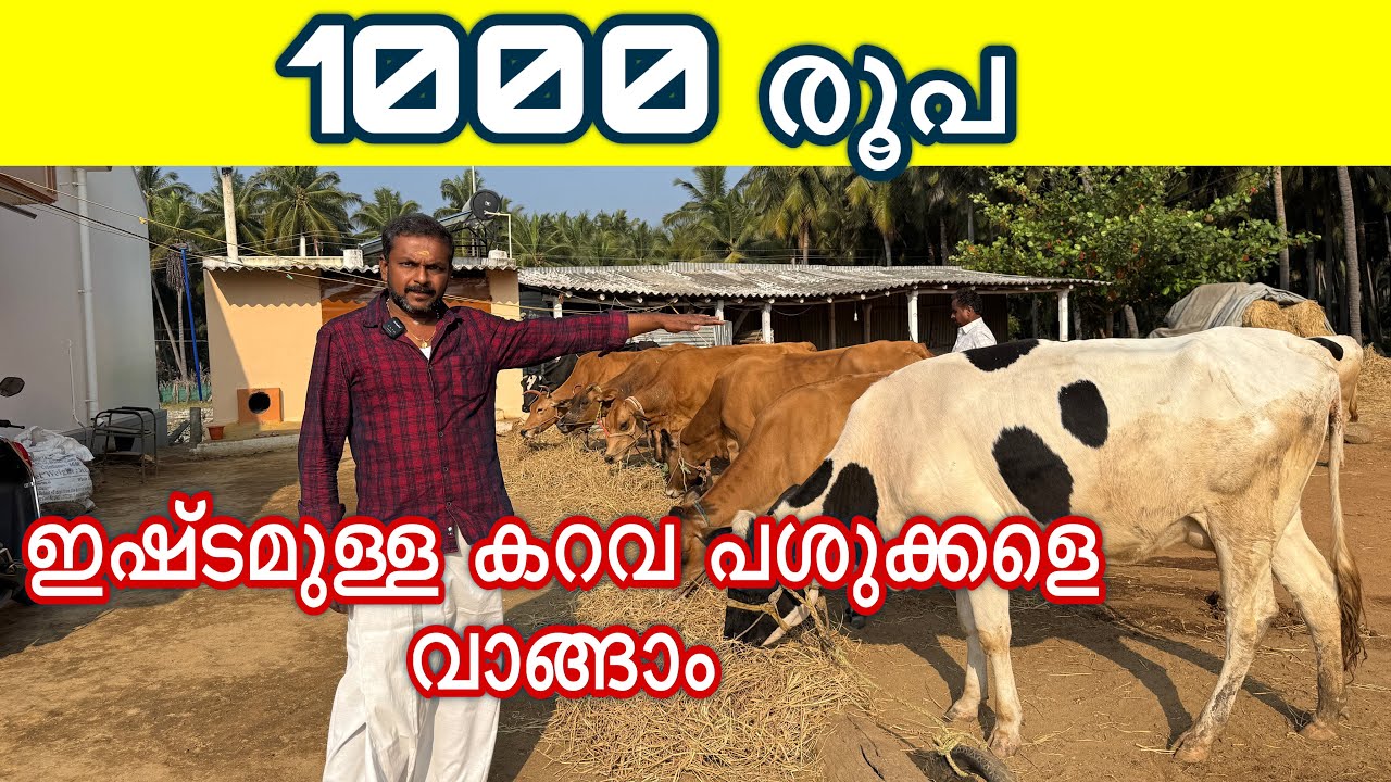 പാത്രം നിറയെ പാൽ ചുരത്തുന്ന പശുക്കൾ പറ്റിക്കപ്പെടാതെ വാങ്ങാം new cow