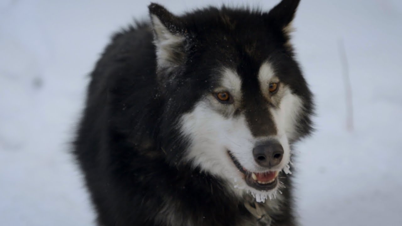 Meet an Alaskan Sled Dog Team