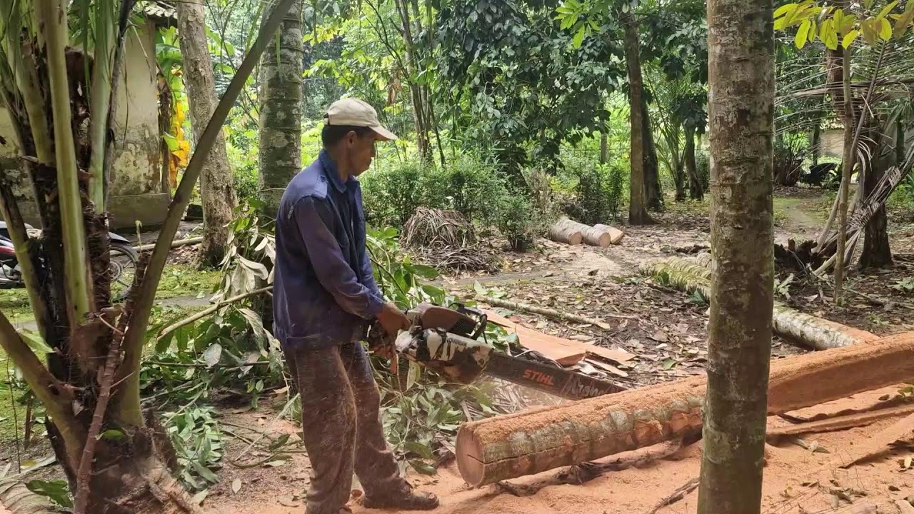 SMART WAY TO SPLIT COCONUT WOOD USING A MODERN SAW MACHINE - Agriculture Farming
