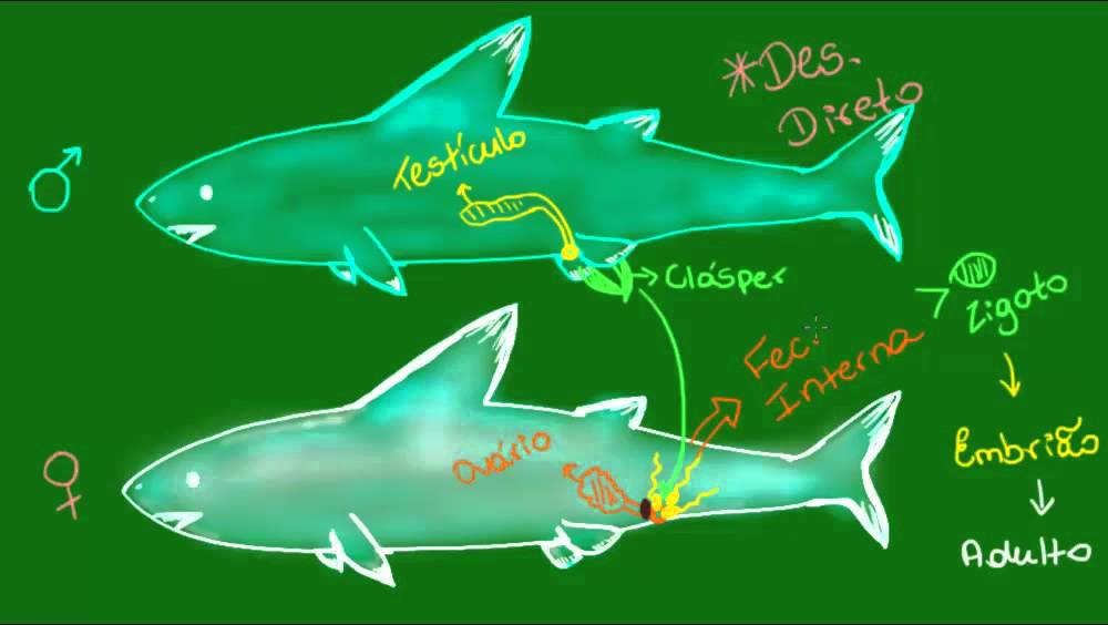 Reprodu&ccedil;&atilde;o nos Condrictes - Vertebrados - Zoologia