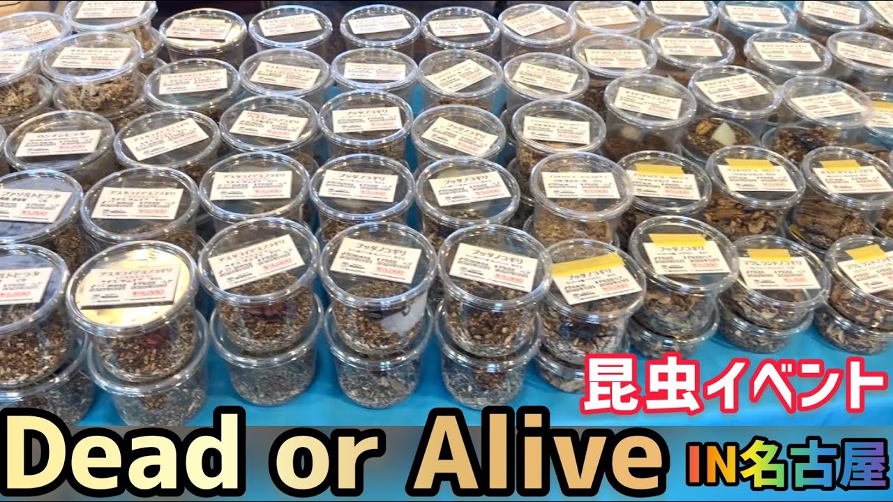 【昆虫イベント】Dead or Alive名古屋に参加してきました
