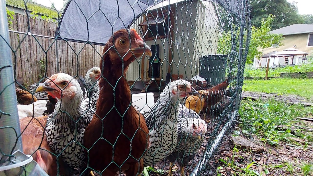 Chicken Coop - Grand Tour (DIY Metal Shed Converted into Chicken Coop)