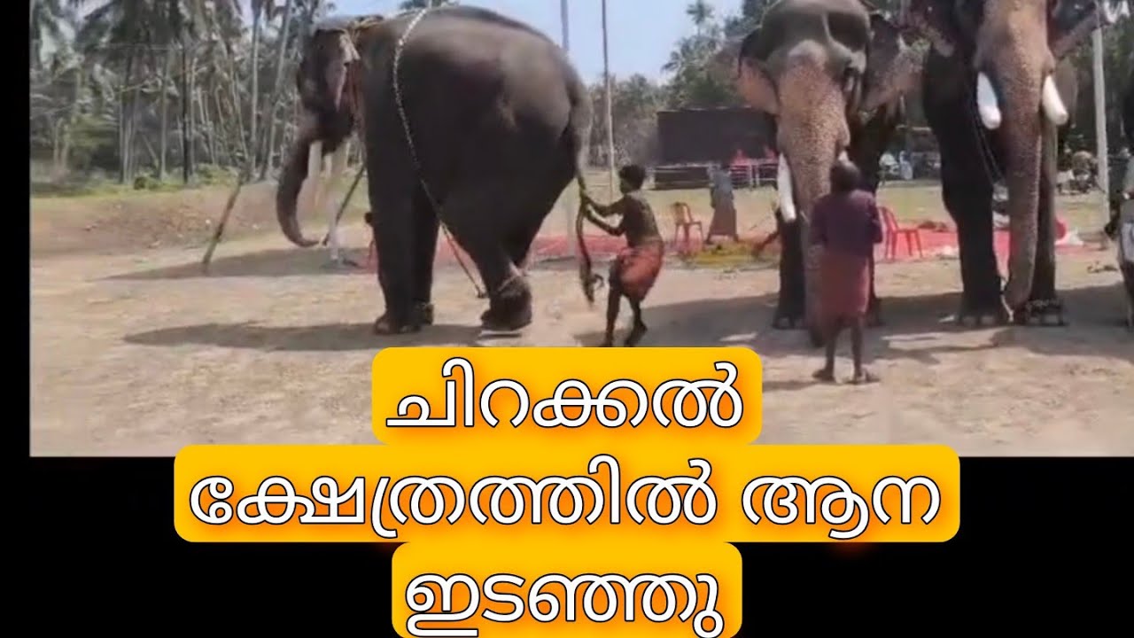 ഇന്ന് ചിറക്കൽ പൂരത്തിന് കൊമ്പൻ ചേർപ്പുളശേരി അനന്തപത്നാനബൻ പാപ്പാനെ എടുത്തു കുടയുന്നത് കണ്ടോ #video 