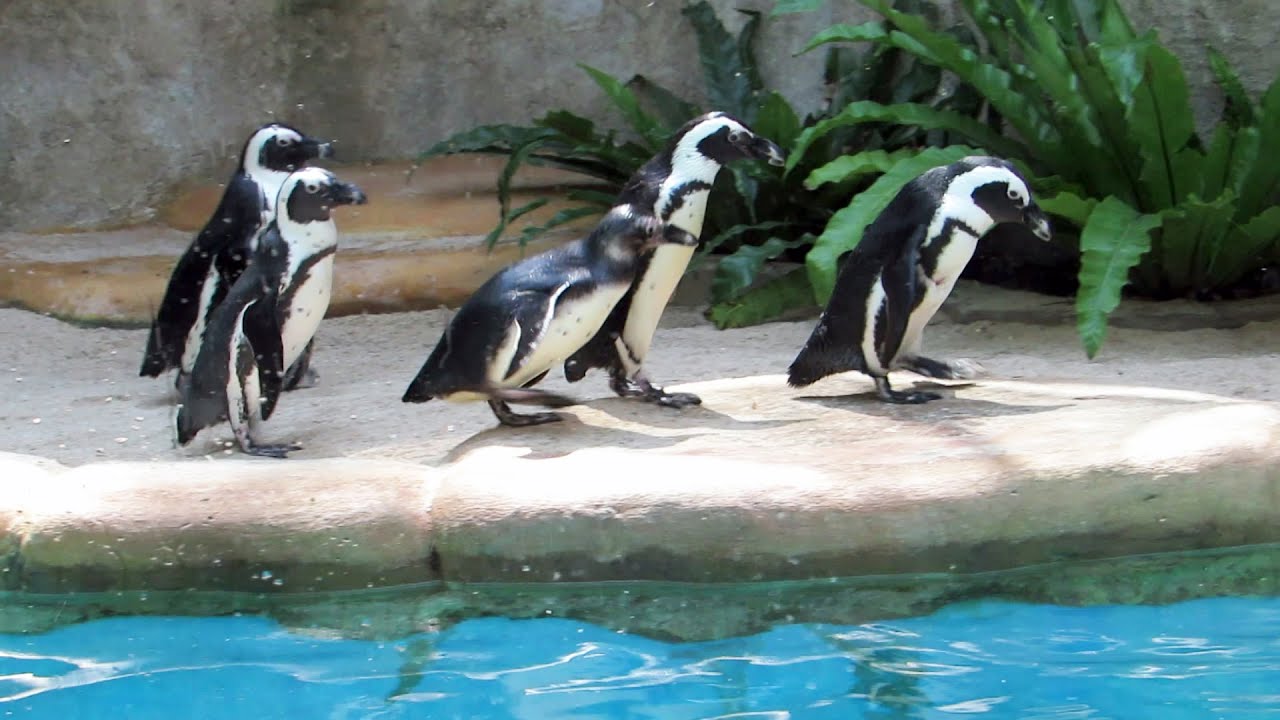 Pinguin di kebun binatang GEMBIRA LOKA Jogja Indonesia