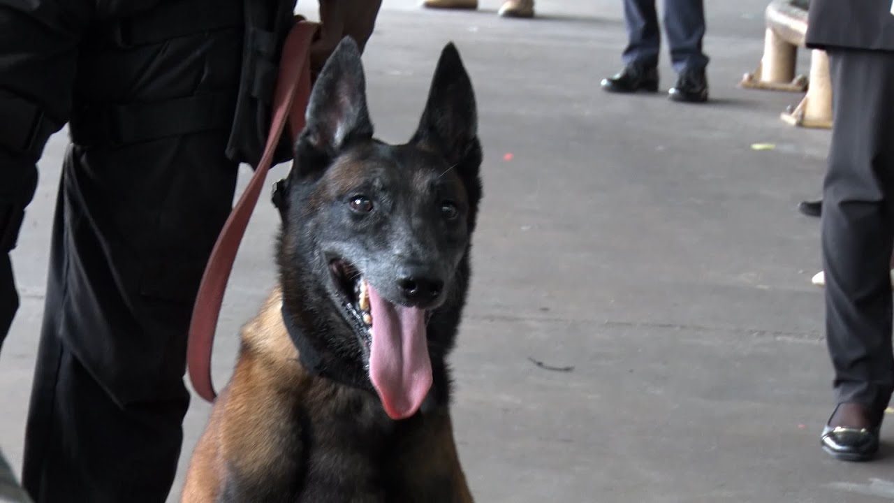 Piarco Airport Gets Round-The-Clock Police And Canine Security