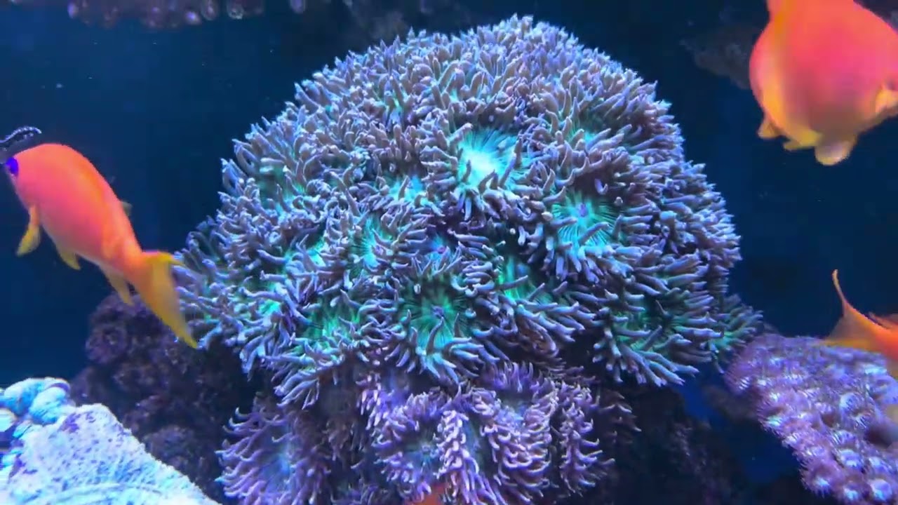 Reef tank Sept28 2024
