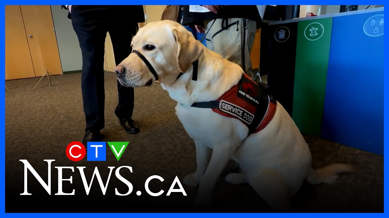 Service dog program hits major milestone | CTV News Red Deer: March 13, 2026
