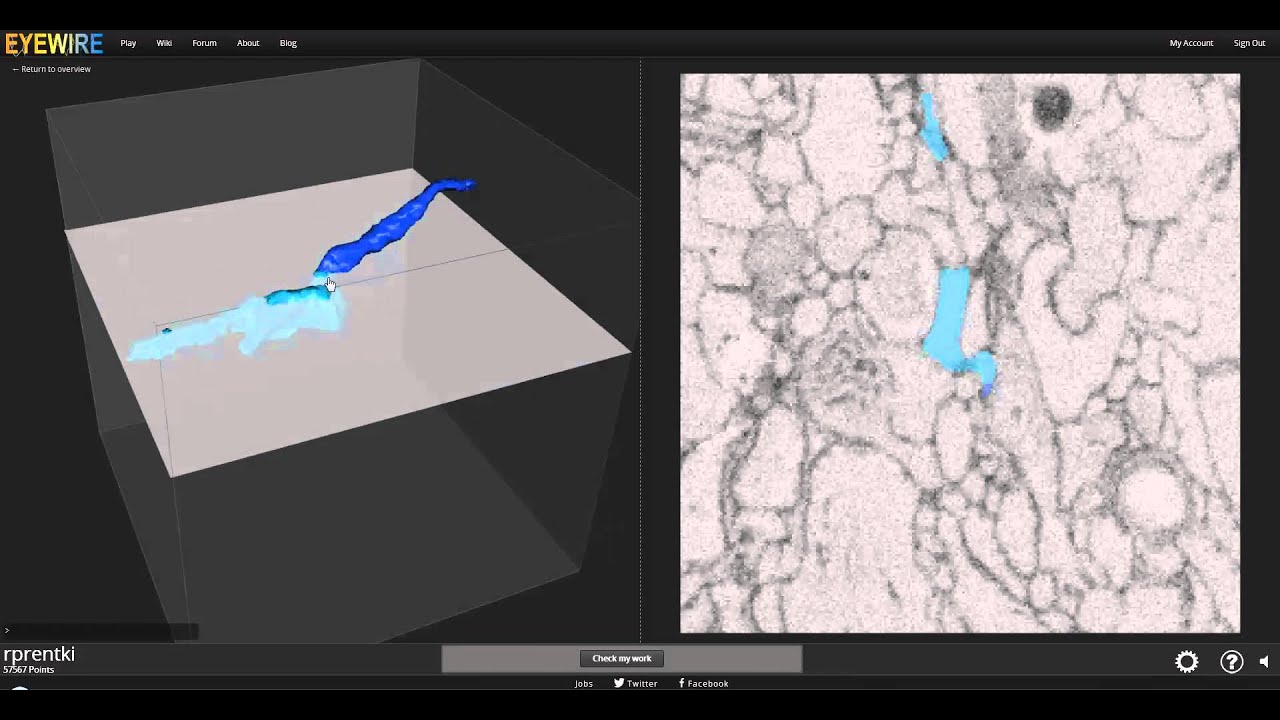How to Map Starbursts 1 (Eyewire Tutorial)