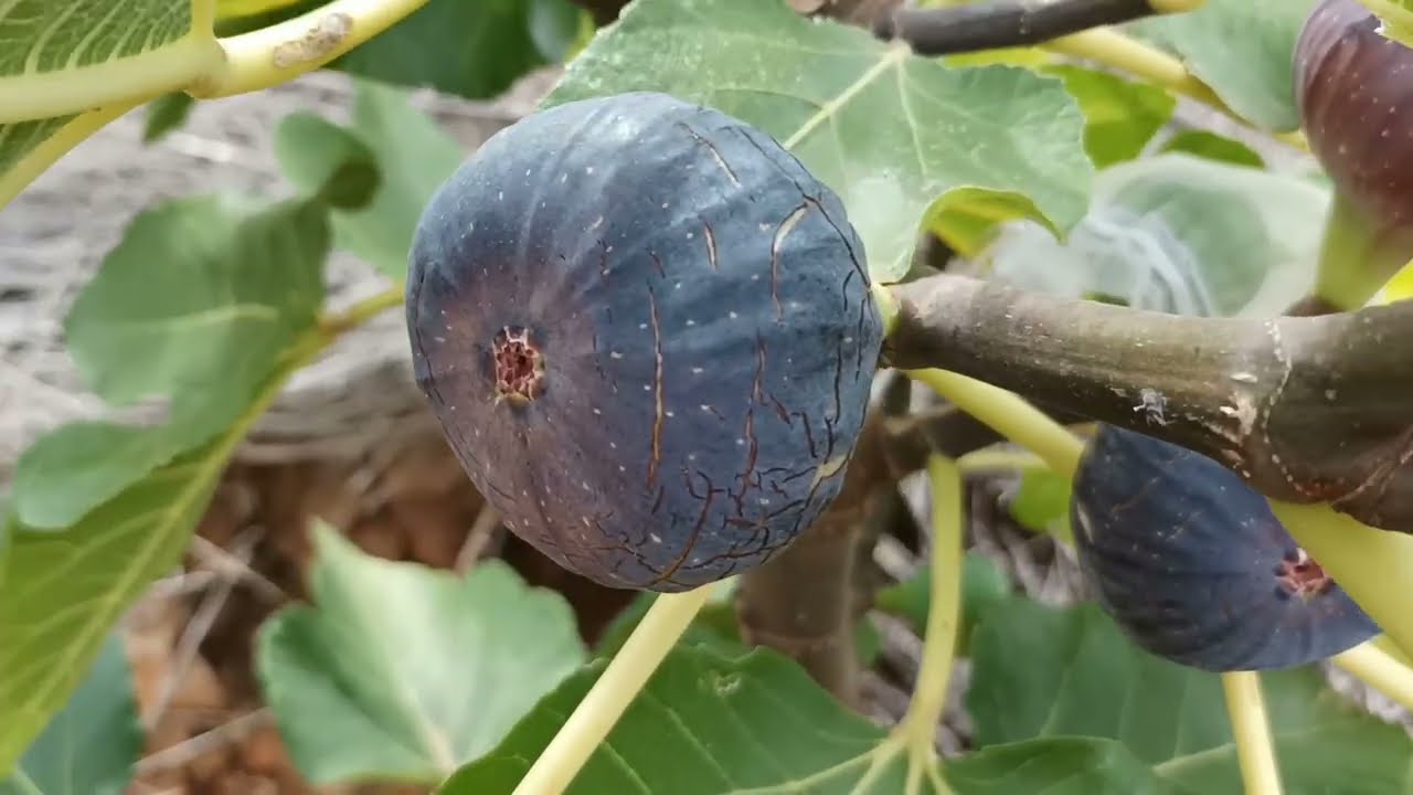 Bordissot Negra de Coll Llarg fig 2025