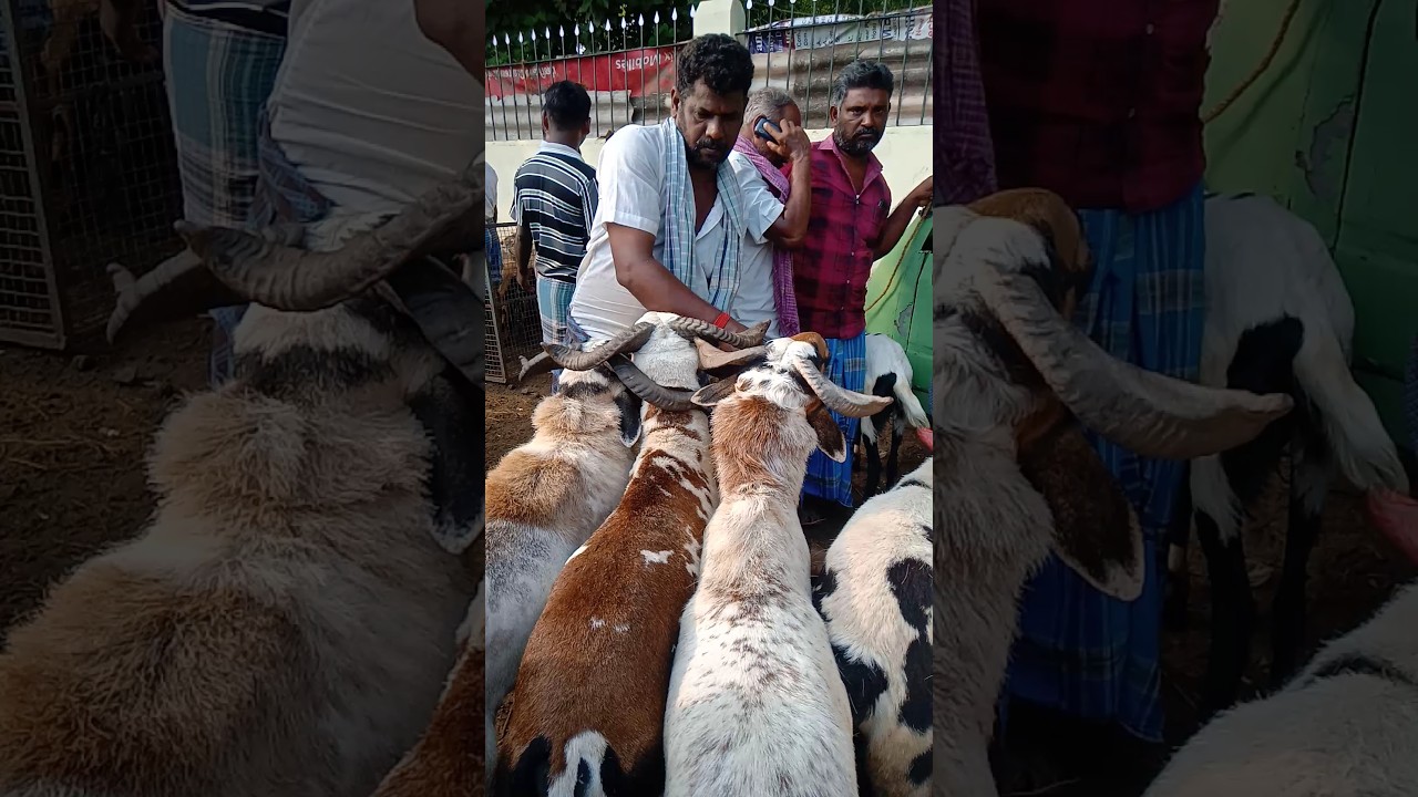 மதுரை திருமங்கலம் ஆட்டு சந்தை