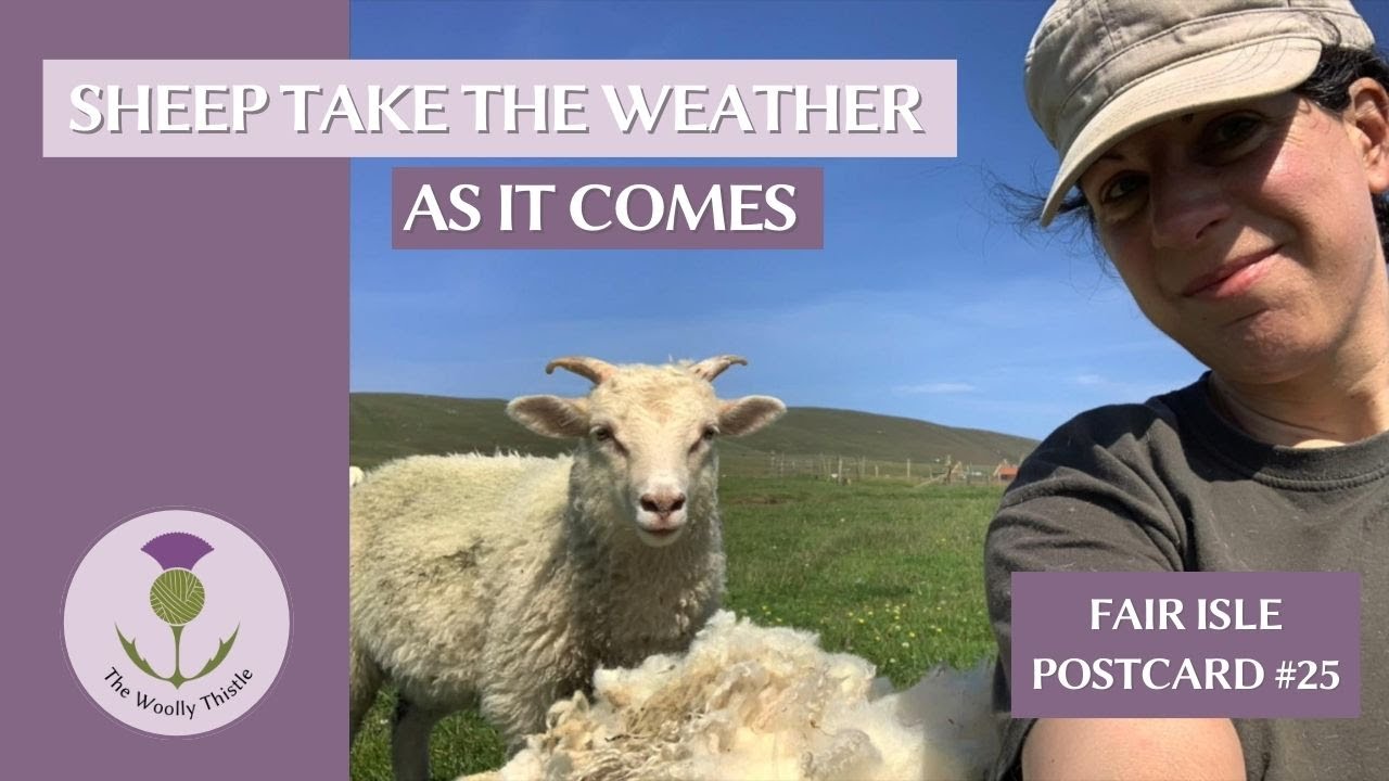 Fair Isle Postcard #25 - Sheep Take the Weather As It Comes