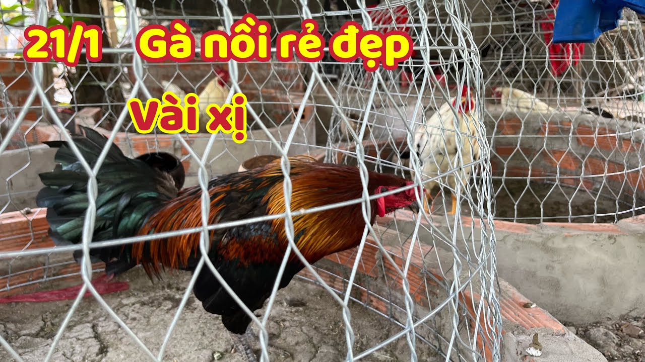 Lên Mấy Em Gà Hàng Hiệu Ngắm Hoàng Hôn Buổi Sáng Luôn 