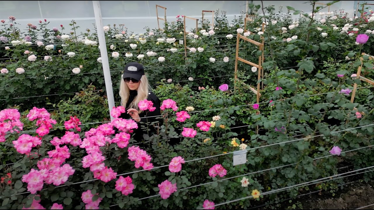 Joey Azout Interview with Alina Neacsa