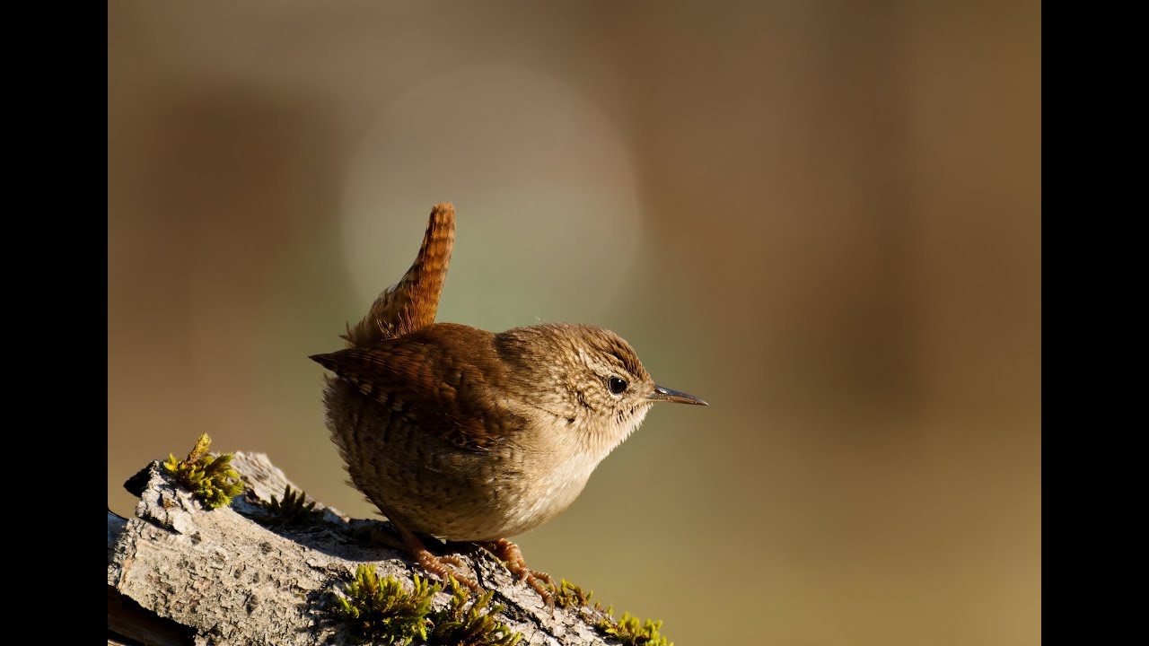 Orie&scaron;ok obyčajn&yacute; marec 2025