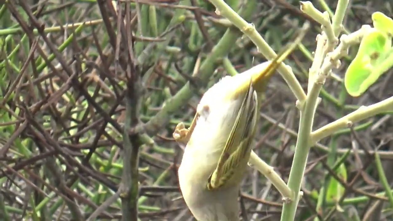 YELLOW WARBLER Galapagos subspecies