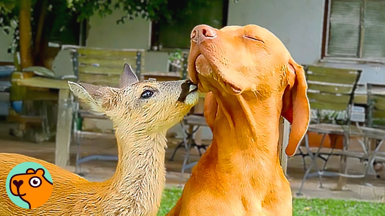 Baby Deer Thinks Dog Is Her “Nanny” And Asks For Kisses | Cuddle Buddies