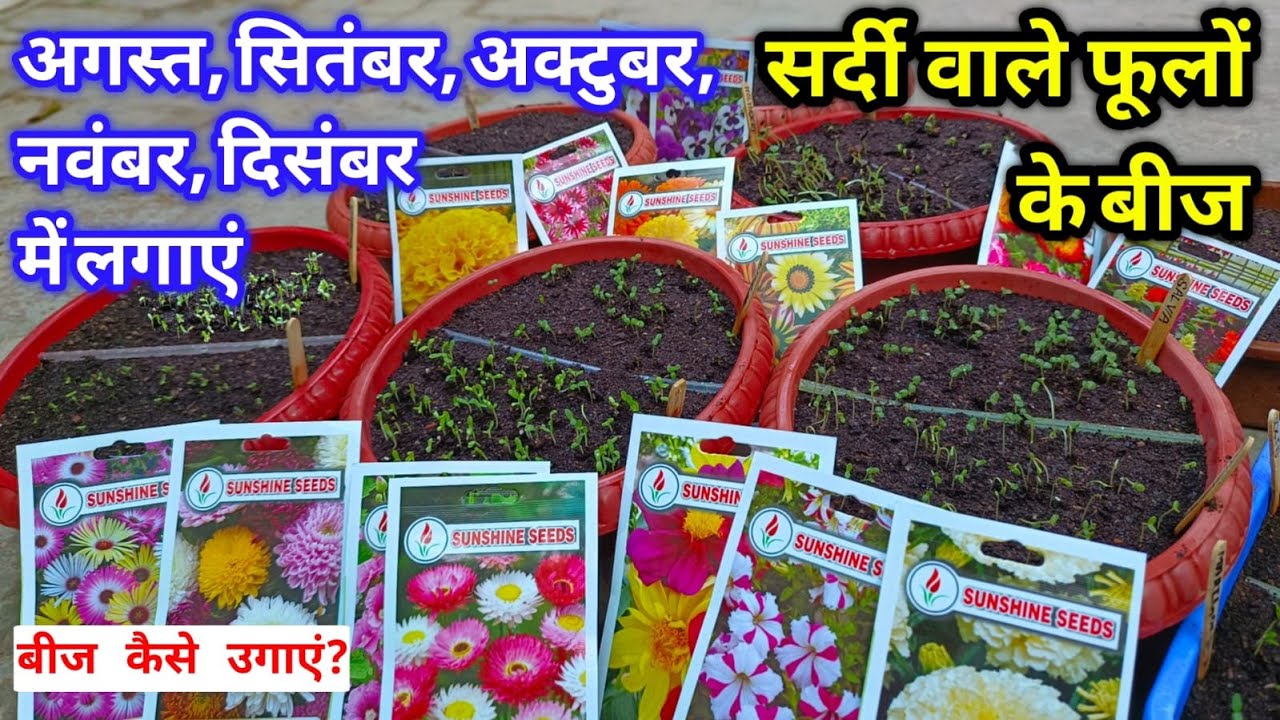 दिसम्बर मे लगाये सर्दियों के 20 फूलों के बीज / Winter Flower Seeds Sow in October / Winter Flowers