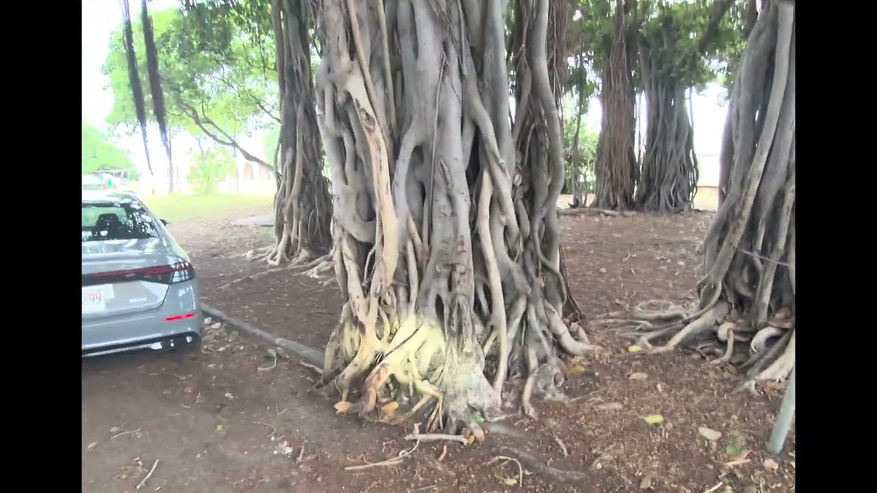 Hawaii Weather Emergency  February 9th 2026 
