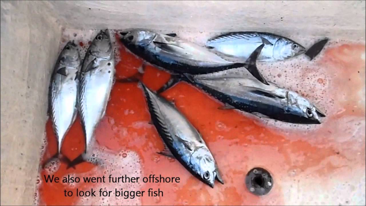 Fishing Adventures #77 - Start of the Tuna Season in Fujairah