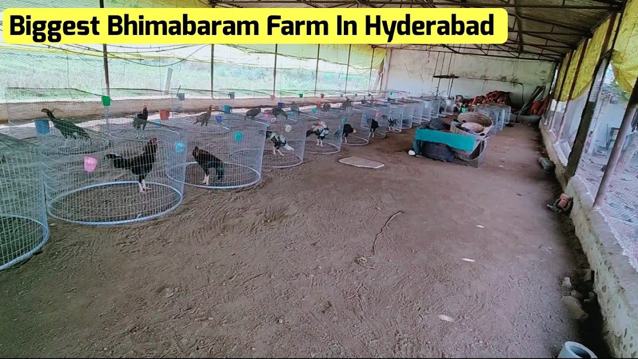 Hyderabad Malika Arjuna Farm