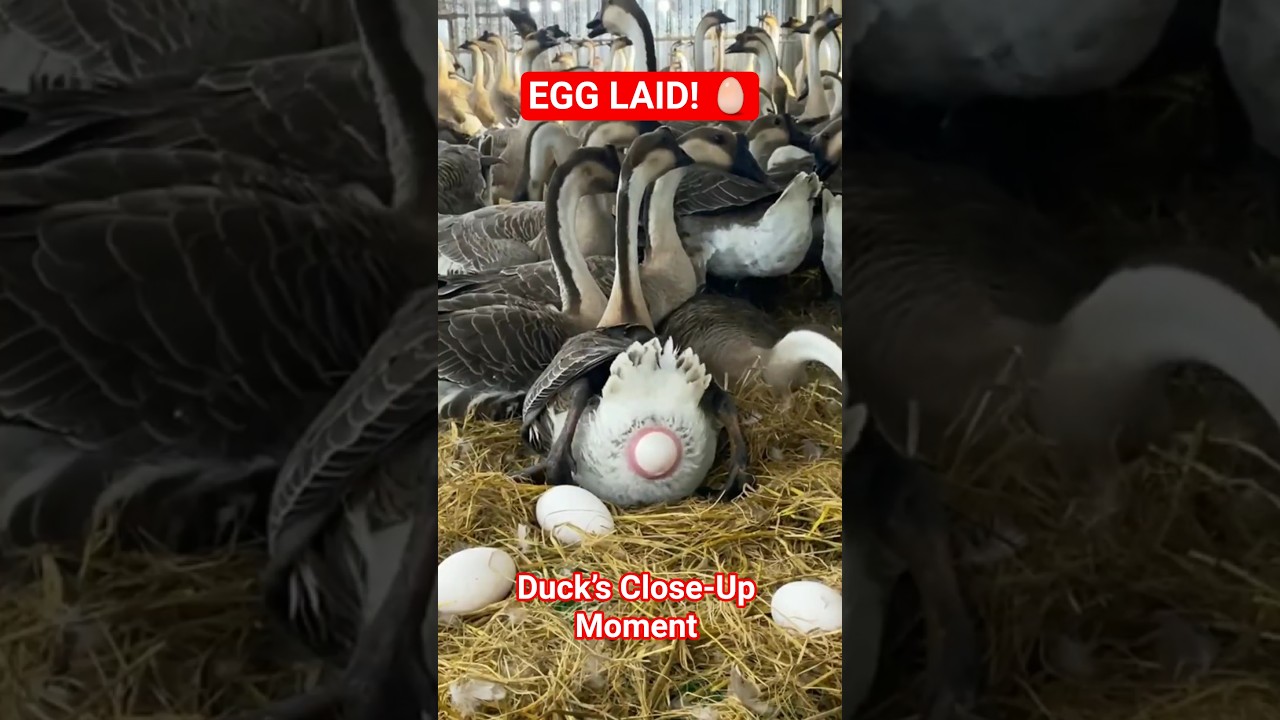 Duck Lays Egg in CLOSE-UP Detail! 🤯 (Rare Footage) #Shorts