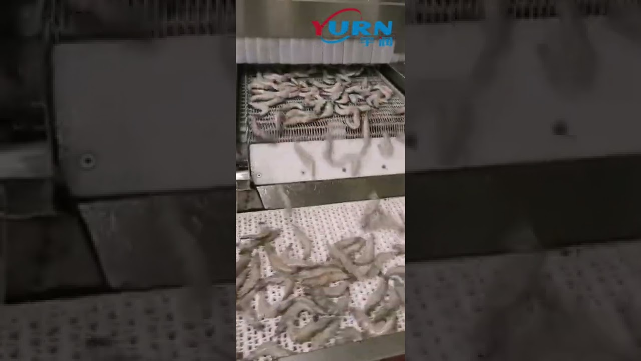 Spiral freezer of IQF raw whole shrimp