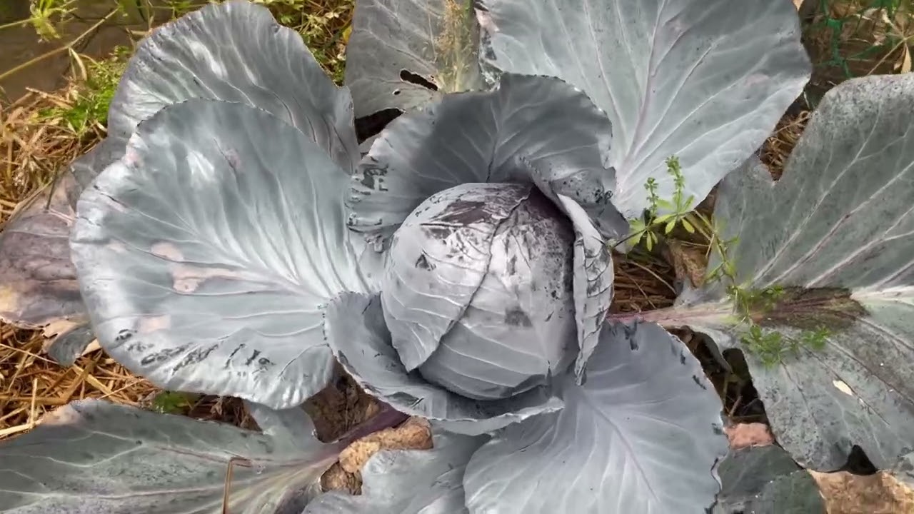 La serre en septembre 😉