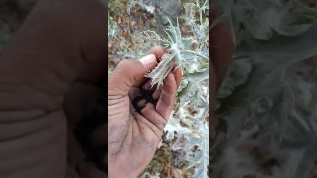 Seeds of the Bilayat tree.. You may have seen this tree in your field, but you may have never seen its seeds..😉