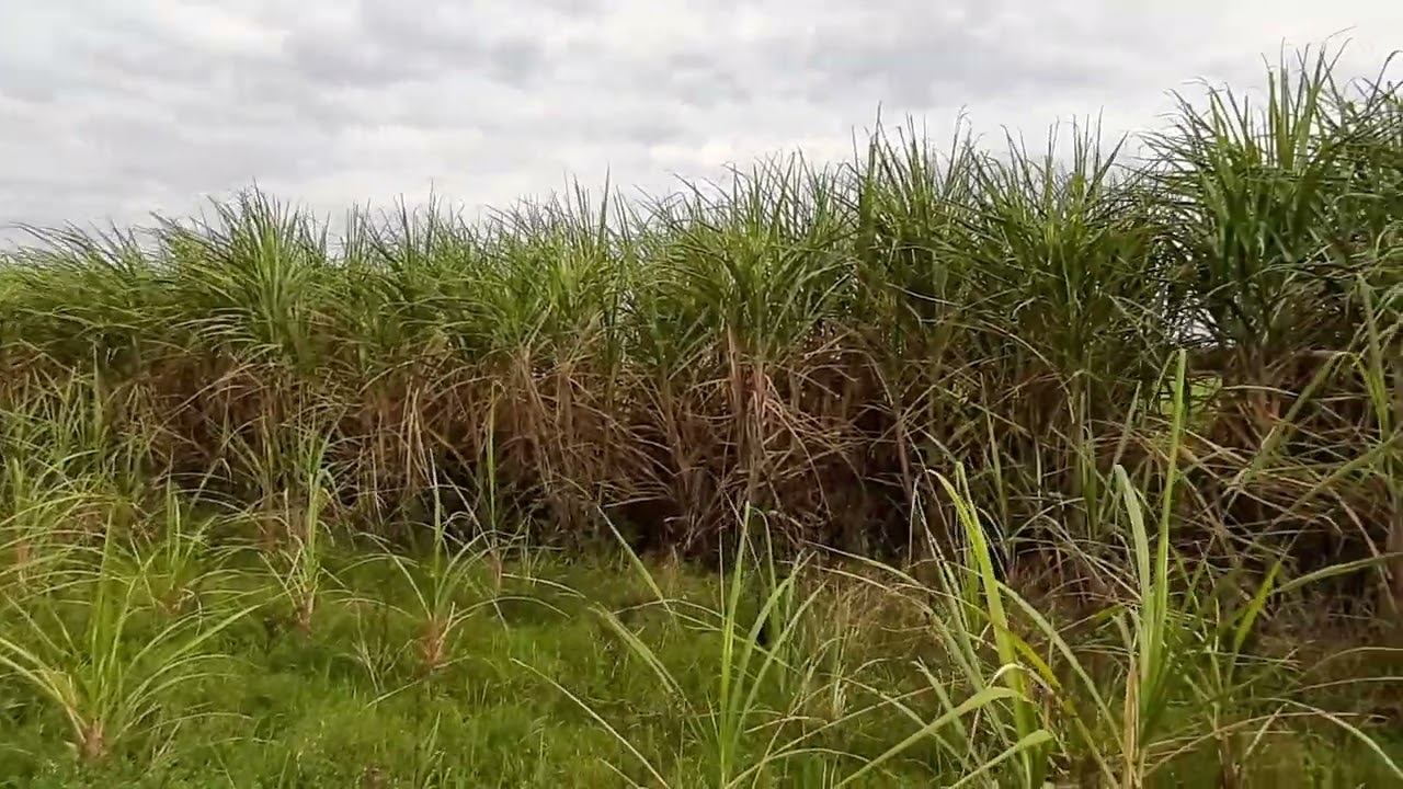 Avena y vicia un recurso para pasar el invierno