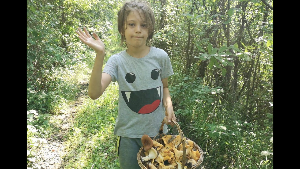 Berba gljiva: lisičarke, golubača i jo&scaron; po ne&scaron;to Mushroom hunt: chanterelle, green-cracking russula