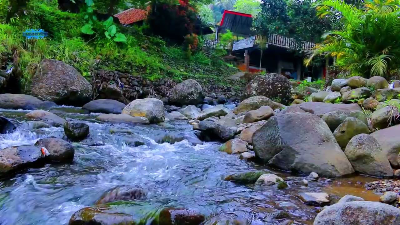 Forest River ASMR  Calming Water Flow and Birds Singing 🤍🌊