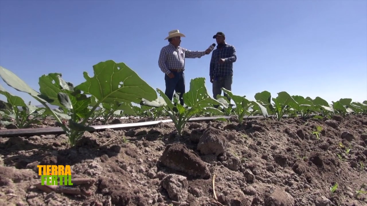 Tierra Fértil Tv-Producción de brócoli en Yurécuaro, Michoacán (30.01.21).