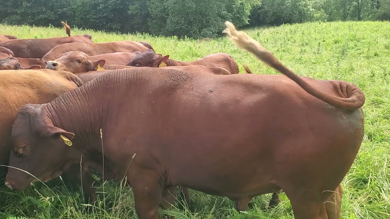 Looking for a herd bull that will sire grass genetic offspring? Well here he is.