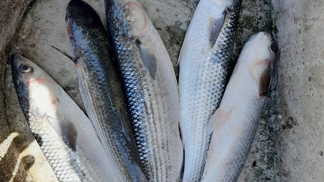 Риболов на морски кефал в Гърция, разбиване, sea ​​mullet fishing in Greece at sea, smashing