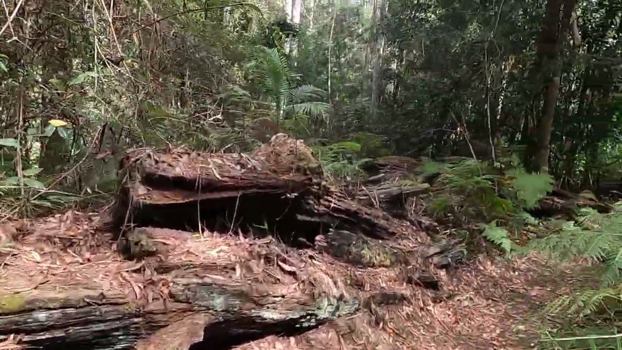 The Hinterland Great Walk | Flaxton Walker's Camp | Baxter Falls