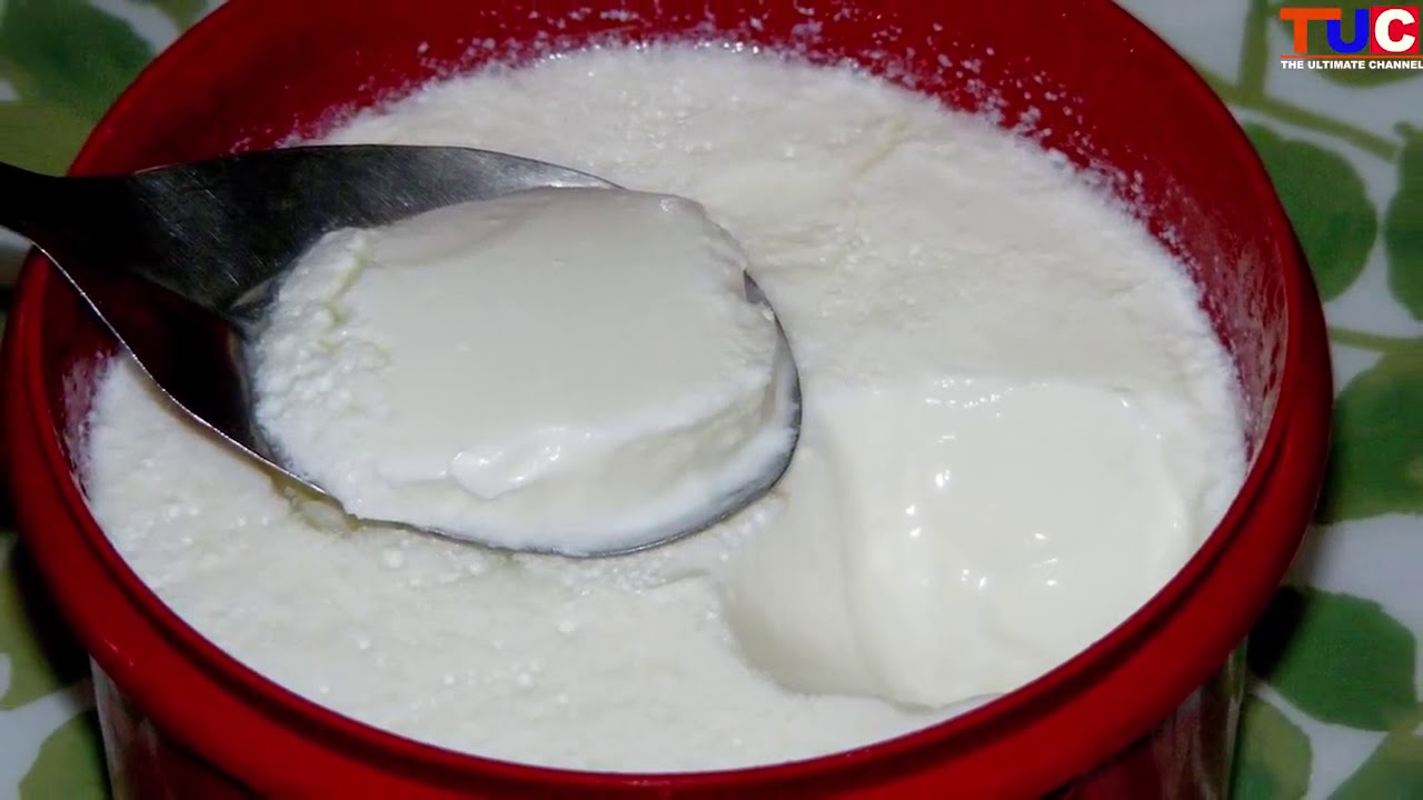 Can Dogs Eat Curd Dahi Is Curd Good for Dogs   Dog Tips   TUC