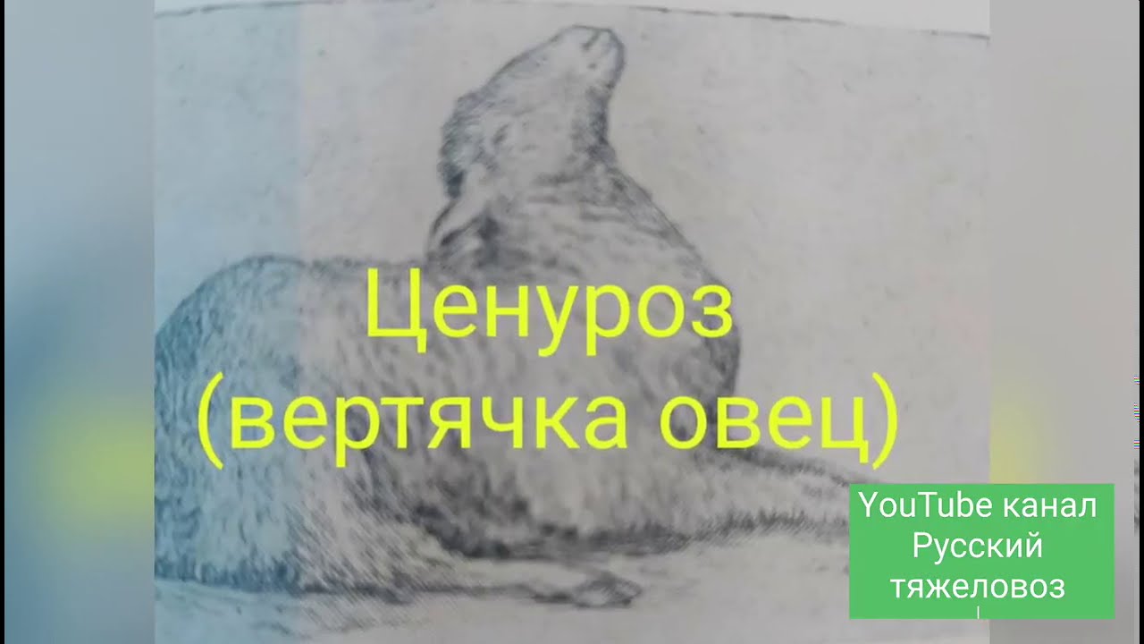 Ценуроз (вертячка овец)