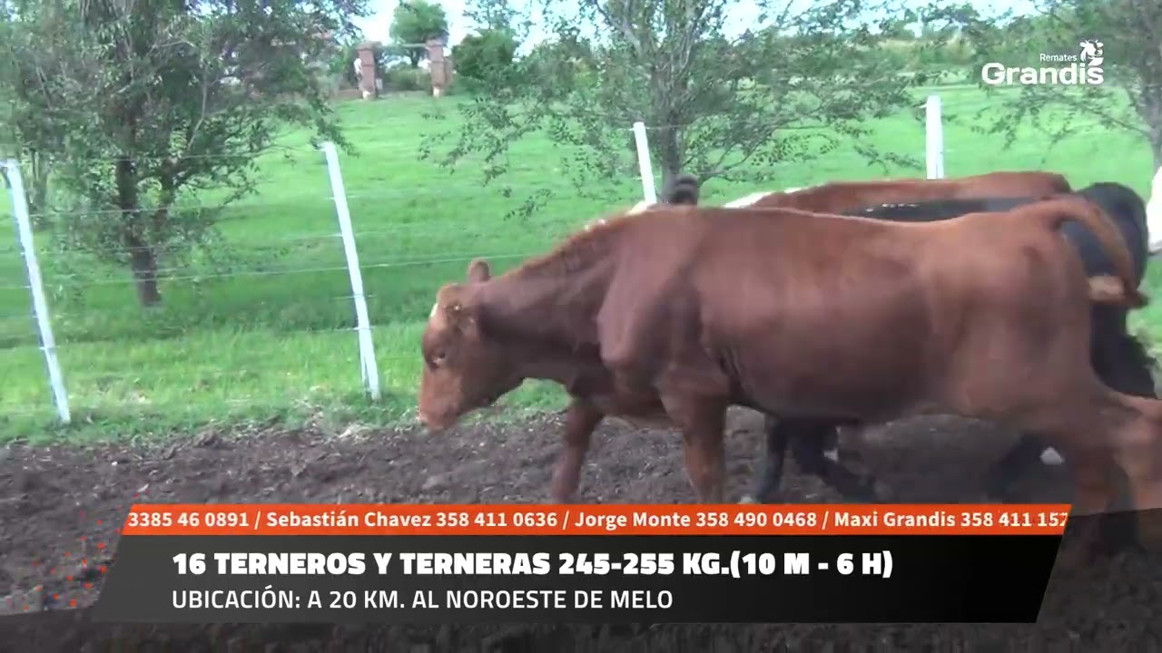16 TERNEROS Y TERNERAS 245-255 KG.(10 M - 6 H)