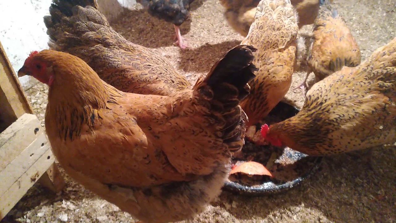 Кучин балапандарына 6 ай болды