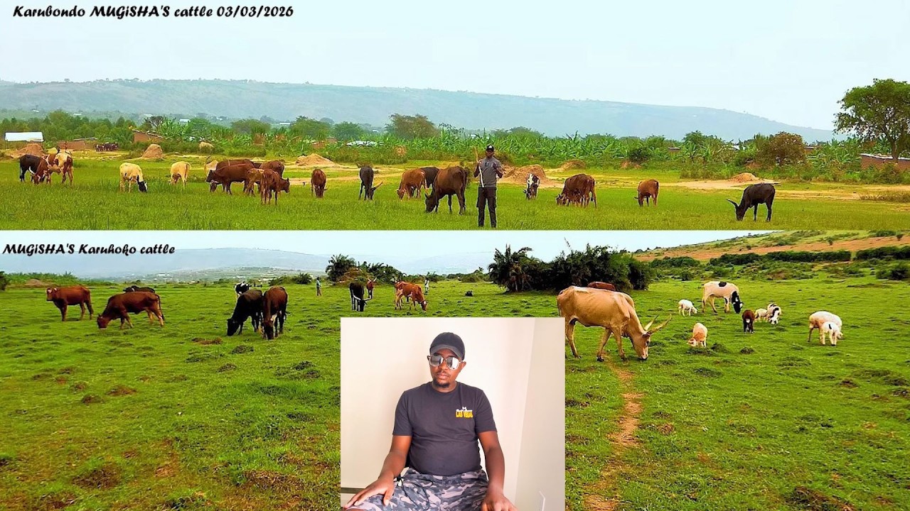 #Mugisha's nakivali cattle