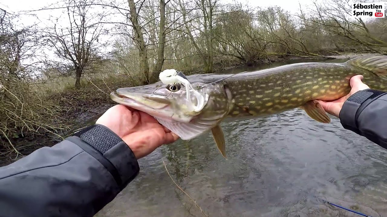 Pêche du BROCHET en hiver : Texan & Swimbait