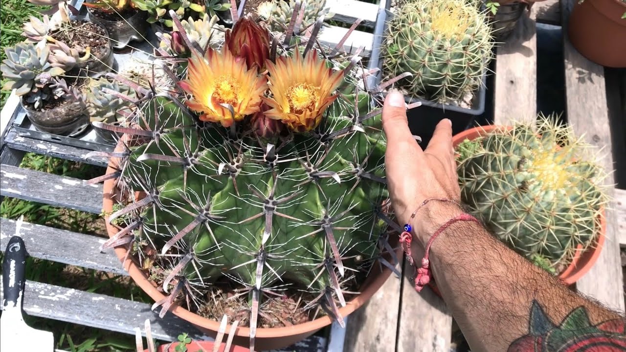 Floración FEROCACTUS HERRERAE, Primeras flores