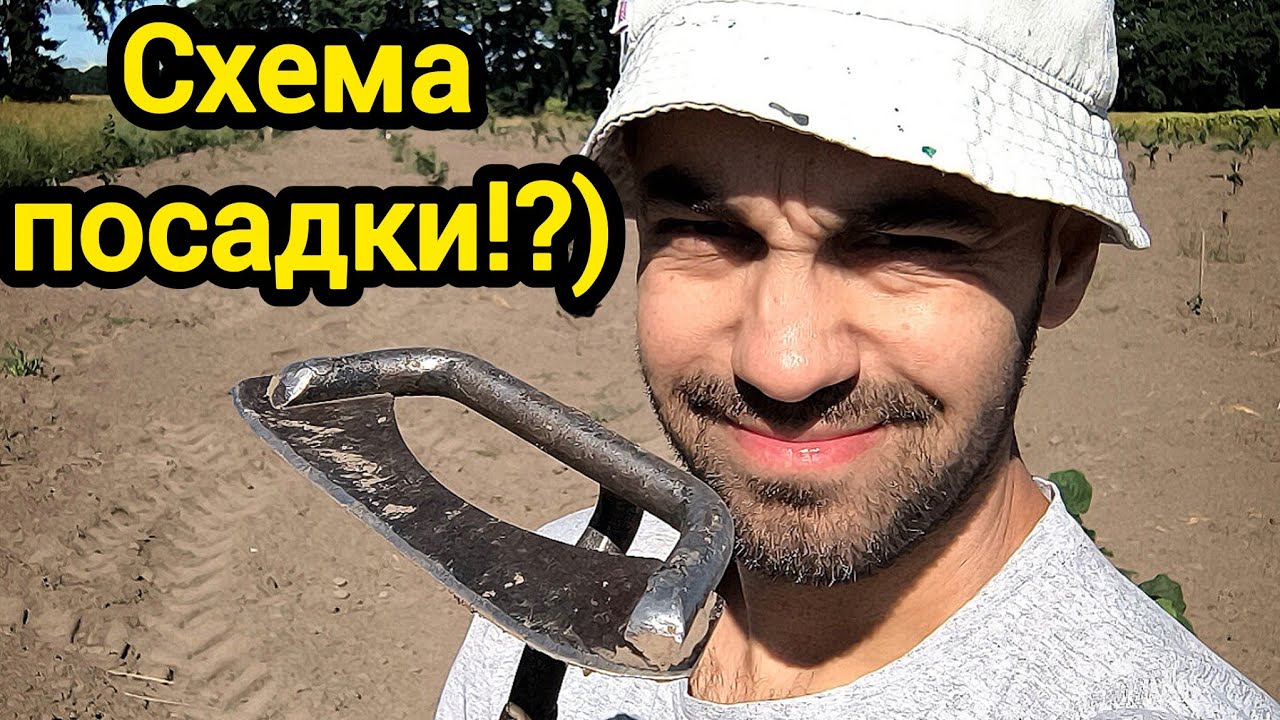 🧑‍🌾Яка схема посадки оптимальна? На мою думку!! #фундук 