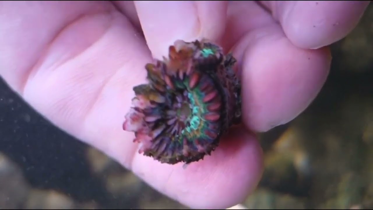 Errores del acuarista preguntar al vendedor 😱😱😱😱 matee  mis corales😢😢