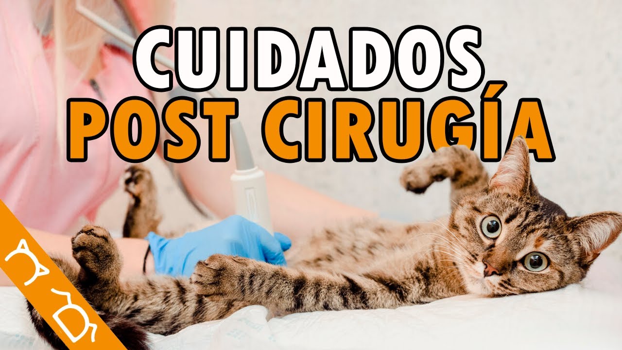 Como Cuidar A Un Gato Recién Esterilizado ft 
