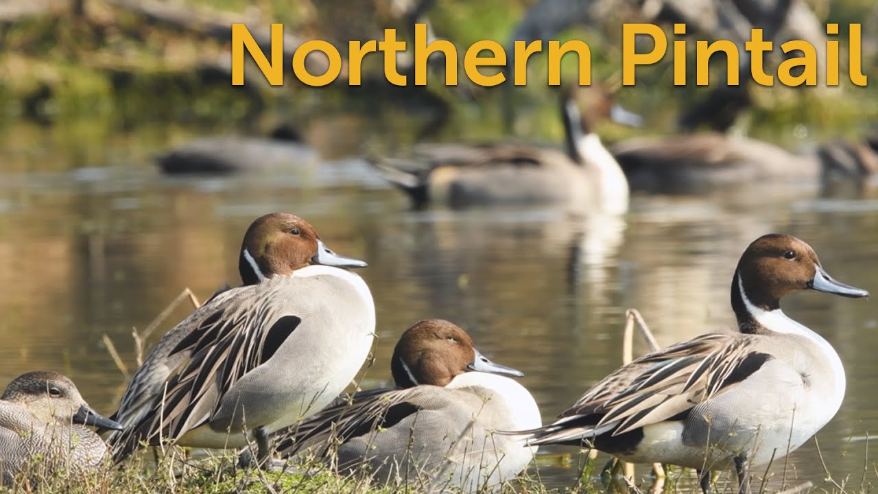 Northern Pintail: Pointy Duck